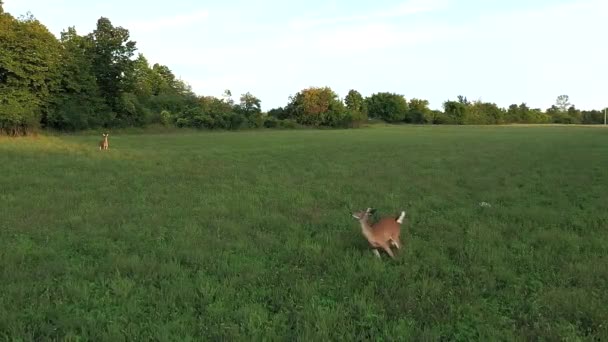 White Tail Deer Running Jumping Field Super Slomo Aerial — Stock Video