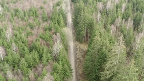 Ağaçlar Bulvarı Ile Kırsal Yeşil Orman Arasındaki Kır Yolu — Stok video