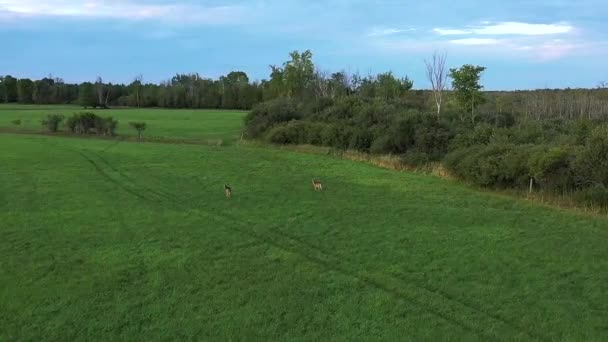 White Tail Deer Standing Field Super Slomo Aerial — ストック動画