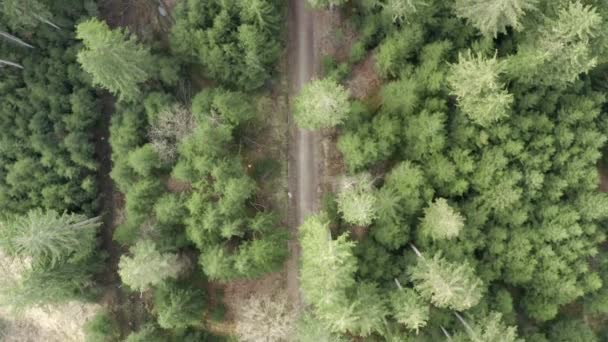 Green Forest Country Road Aerial View — Stockvideo