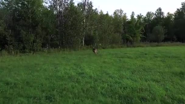 Biały Ogon Jeleń Biegnie Lasu Wielkim Skokiem Super Slomo Anteny — Wideo stockowe