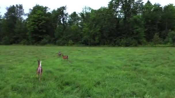 Cerfs Queue Blanche Courent Frôlent Champ Dans Forêt Suivent Came — Video