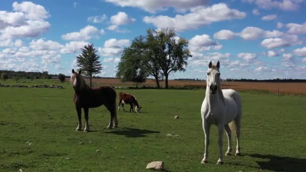 Horses Take Interest Drone Must Ascend — Stockvideo