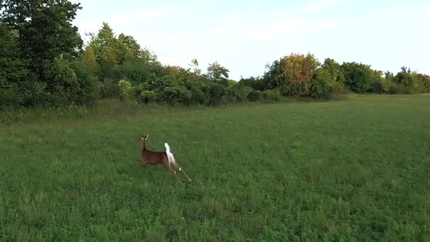 White Tail Deer Run Jump Forest Super Slomo Aerial — Vídeos de Stock