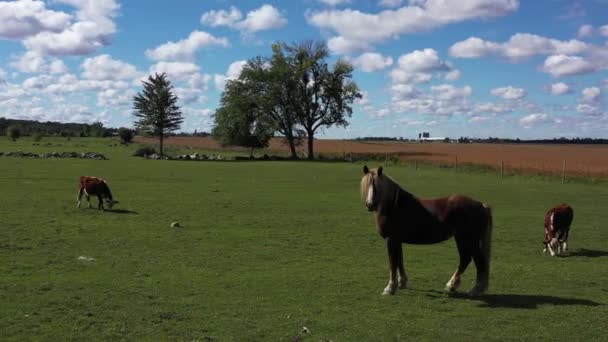 Beautiful Horse Sharing Pasture Cows — Vídeo de stock