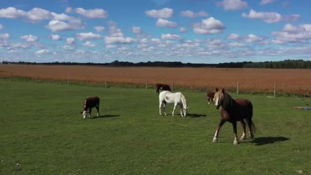 Όμορφα Άλογα Και Αγελάδες Βοσκότοπους — Αρχείο Βίντεο