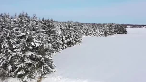 Edge Winter Forest Fresh Snow — Vídeo de Stock