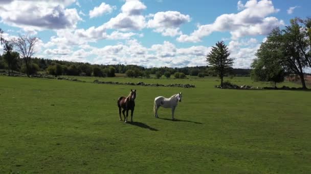 Two Beautiful Horses Pasture Fly Low — 图库视频影像