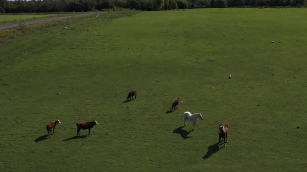 Beautiful Horses Sharing Pasture Cows Wide Aerial Farm — Stockvideo