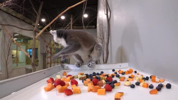 Lemur Climbs Eating Hidden Cam Slow Motion — Stok Video