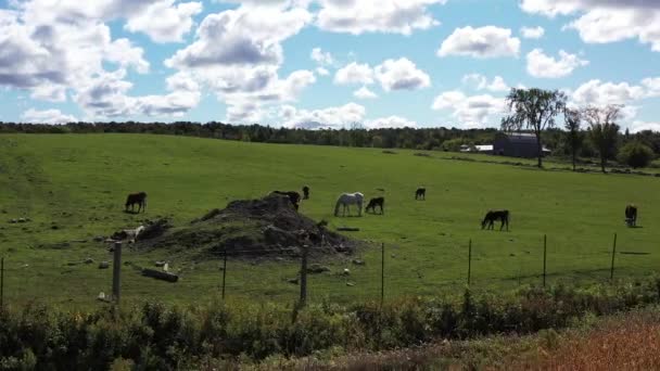 Farm Horses Cows Beautiful Pasture Hill Aerial Close — Stockvideo