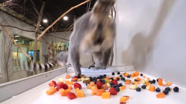 Lemurs Chase Each Other Eaten Hidden Camera Cute — Stok video