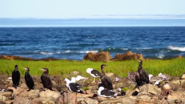 Cormorants Seagulls Las Grutas Rio Negro Argentina Medium Shot — Stockvideo