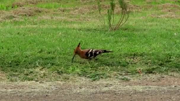 African Hoopoe Searching Food Green Grass — Video Stock
