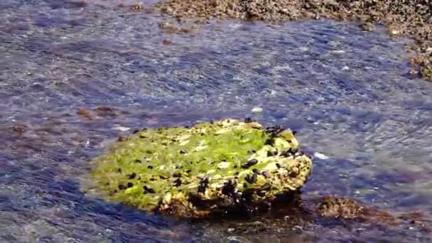 Моллюски Мох Скале Побережье Аргентины Статический Средний Выстрел — стоковое видео