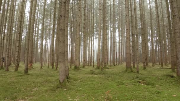 Blick Durch Grüne Bemooste Baumstämme Einem Hellen Wald Während Ein — Stockvideo
