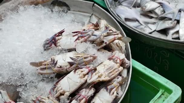 Fresh Seafood Fish Market Thailand — Video