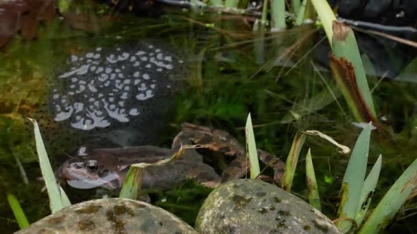 British Common Frog Laid Frogs Spawn Protecting Guarding Pond Frog — Stockvideo
