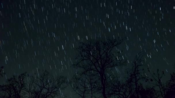 Star Trail Time Lapse Footage Stars Lone Tree Night Sky — ストック動画