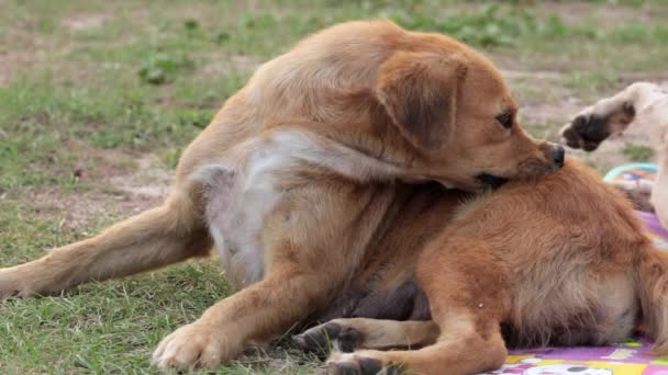 Chien Brun Allongé Sur Sol Tout Grattant Son Corps Gros — Video