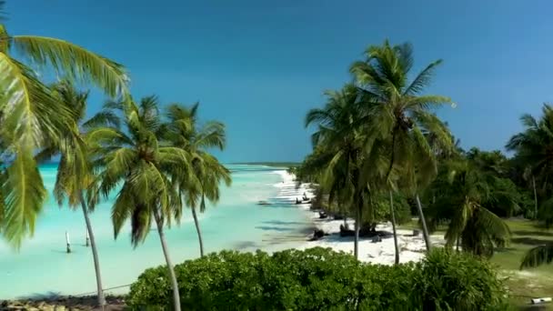 Palm Trees Sandy Beach Crystal Clear Blue Water Maldives — Stockvideo