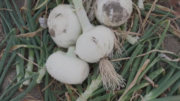 Bunch Fresh Ripe Organic Onions Farmer Hand Farm — Stok Video