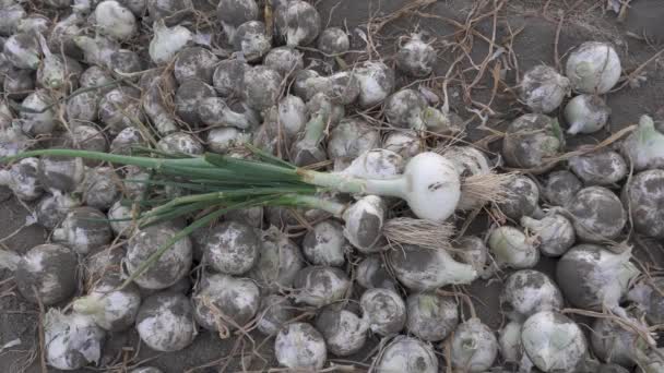 Closeup Fresh Harvested Organic Onions Lying Ground Farm — Stok Video