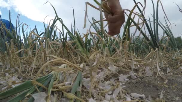 Closeup Farmer Harvesting Ripe Onions Farm — Stok Video