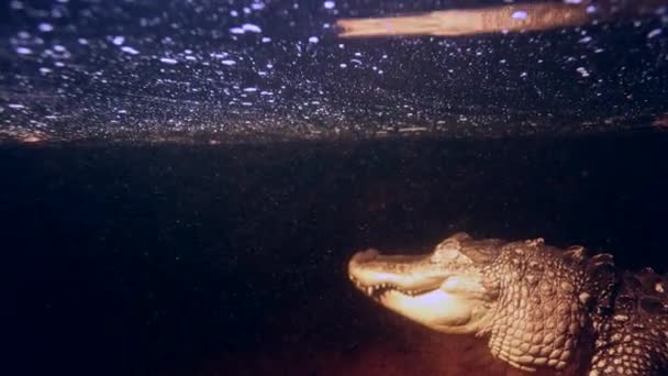Alligator Laying Suspended Water Slomo Night — Vídeo de Stock