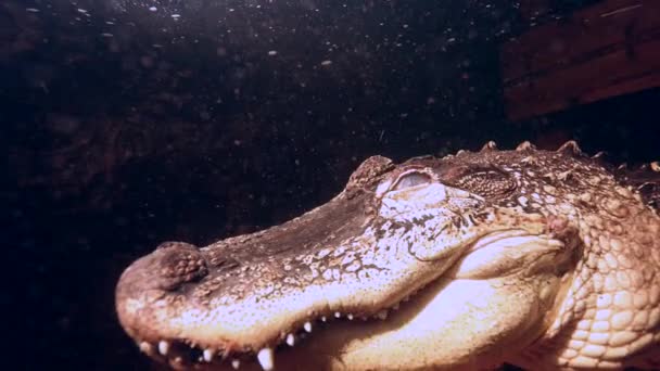 Alligator Leans Head Camera Underwater — ストック動画