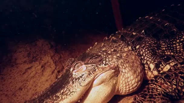 Alligator Vue Aérienne Sous Marine Lisse Comme Repose Sous Quai — Video