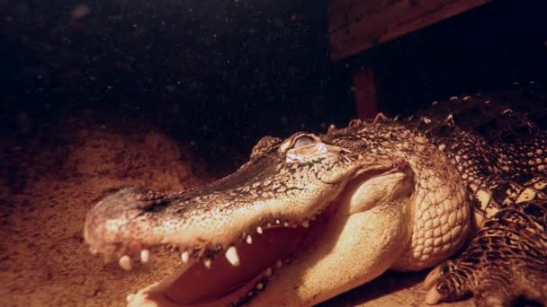 Alligator Water Dock Opens Mouth Warning Camera Slomo — ストック動画