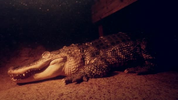 Alligator Water Laying Still Dock Waiting Ambush Slomo — Video Stock