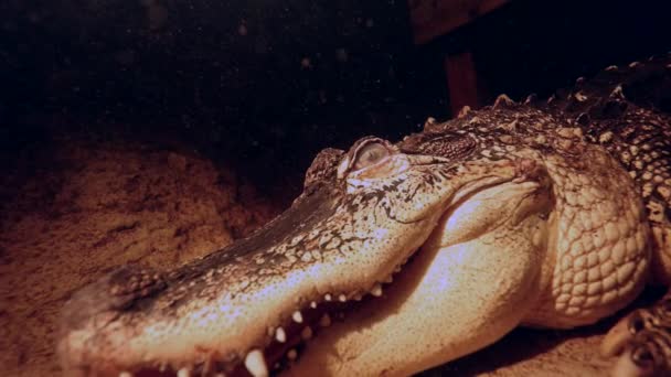 Alligator Underwater Scary Epic Closeup Dreamy Sediment Slomo — Stockvideo