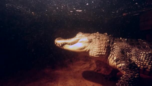 Alligator Underwater Suspended Waiting Ambush Prey Wide Close View — Stok video