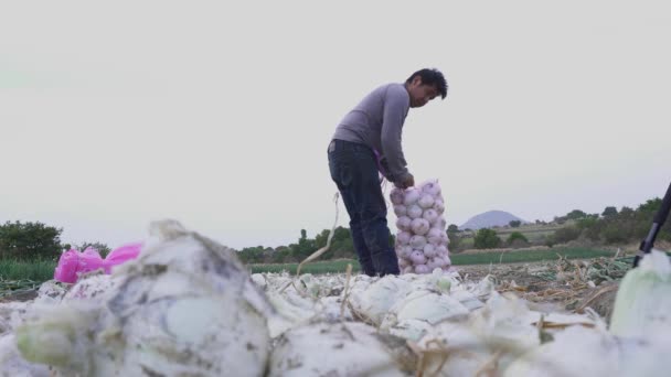 Farmer Harvesting Ripe Onions Farm — Stock Video
