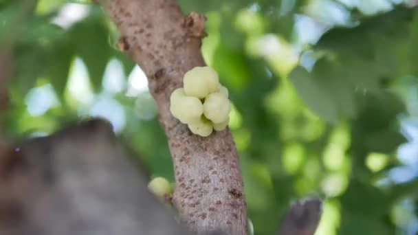 Filmagem Star Gooseberry Tree Asian Sour Fruit — Vídeo de Stock