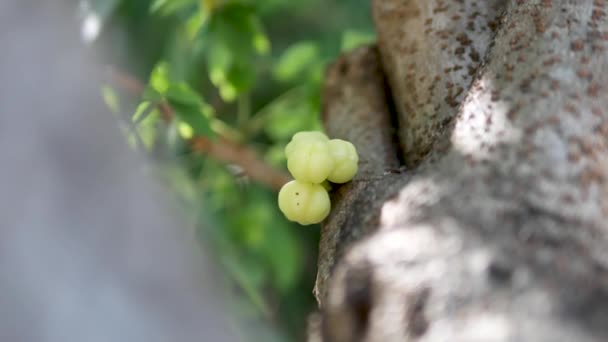 Footage Star Gooseberry Tree Asian Sour Fruit — Vídeo de stock