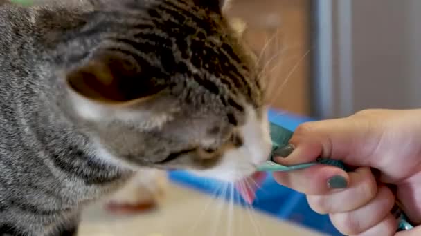 Kot Cieszyć Lizanie Kot Traktują Saszetki — Wideo stockowe