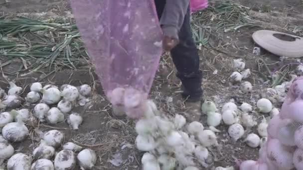 Farmer Harvesting Ripe Onions Farm — Wideo stockowe