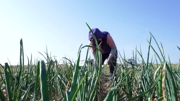 Çiftlikte Taze Soğan Toplayan Bir Çiftçi — Stok video