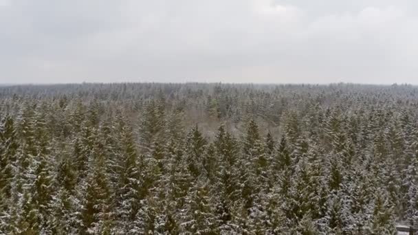 Flying Low Snow Covered Conifer Tree Wide Forest Idyllic Place — Stockvideo