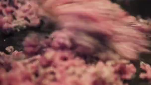 Timelapse Minced Meat Onions Cooking Red Brown Close — Vídeos de Stock