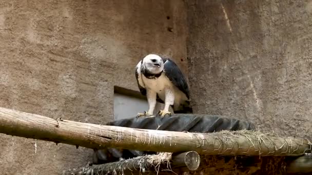 Harpy Eagle Harpia Harpyja Neotropical Species Eagle Also Called American — Stockvideo