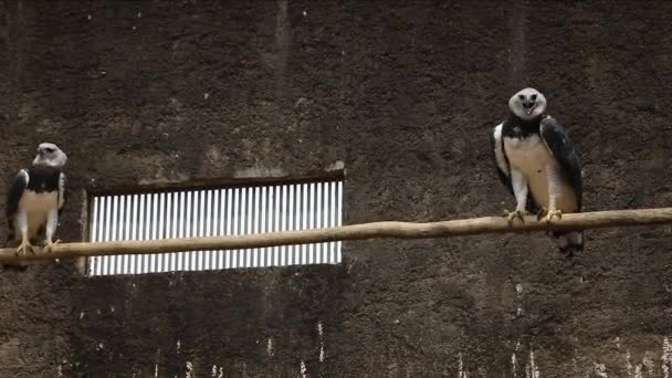 Орёл Гарпия Harpia Harpyja Является Неотропическим Видом Орла Называют Американским — стоковое видео