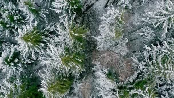 Slow Flight Snow Covered Beautiful Forest Conifer Trees Filmed Top — Stockvideo