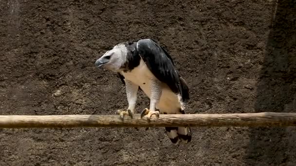 Harpy Eagle Harpia Harpyja Neotropical Species Eagle Also Called American — Vídeos de Stock
