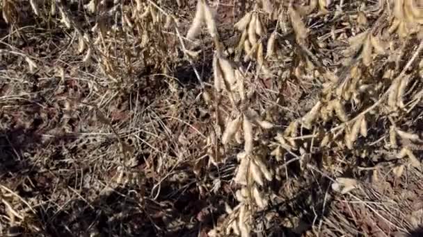 Dry Soybean Plantation Sunny Day — Vídeo de stock