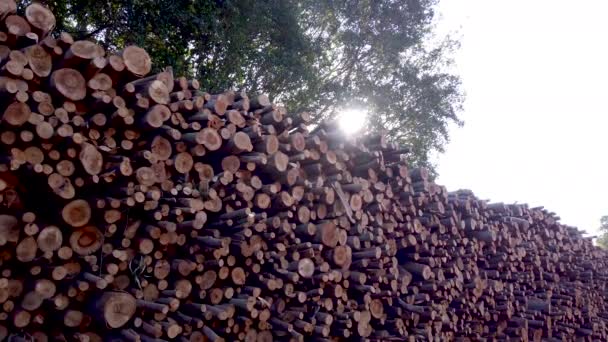 Kupa Ciętego Drewna Sosny Eukaliptusa — Wideo stockowe