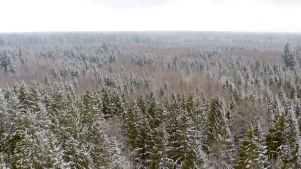 Wonderful Nature Winter Smooth Drone Flight Partially Snow Covered Forest — Stockvideo